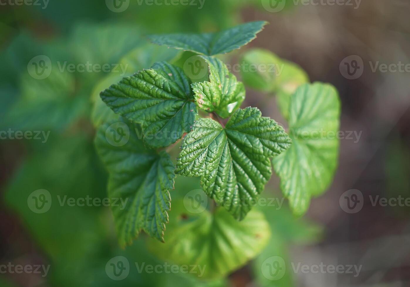 Red currants in the garden photo