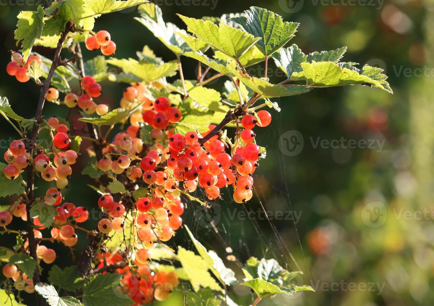 Red currants in the garden photo