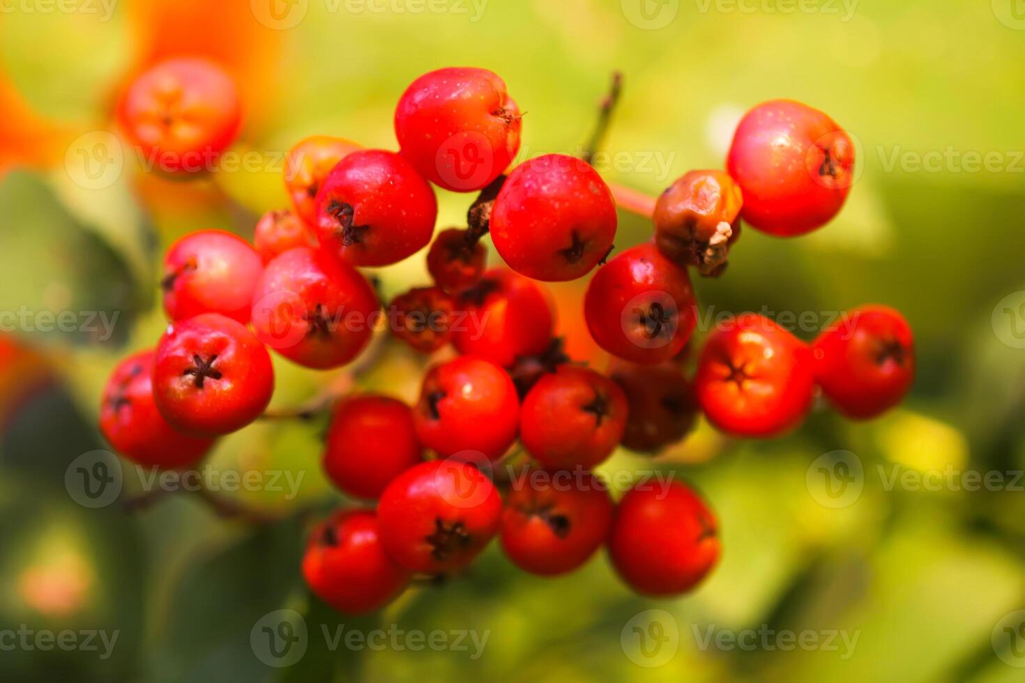 Bright ripe Rowan berries illuminated by the sunset sun beams photo