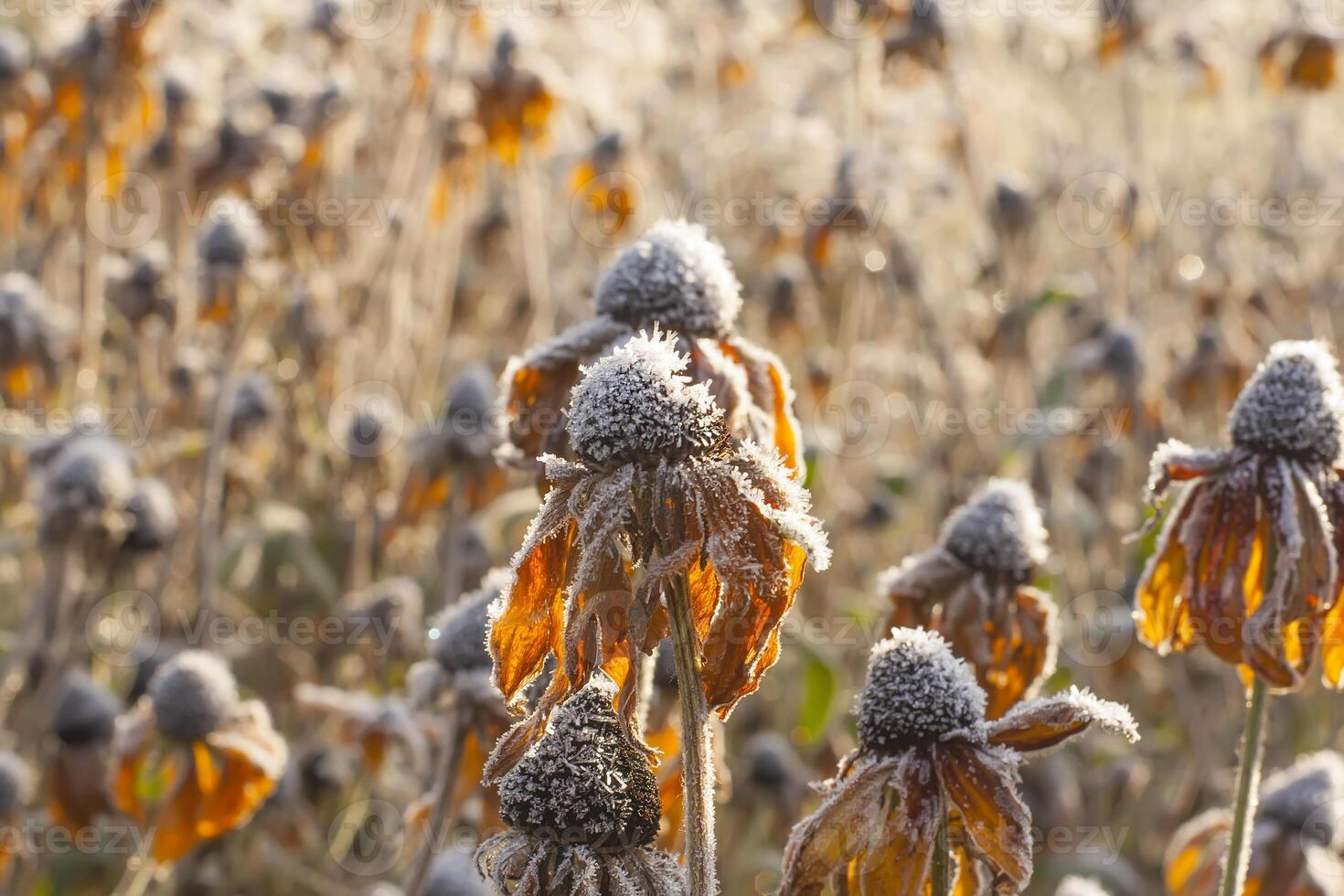 Black-eyed Susan or Rudbeckia hirta flowers photo