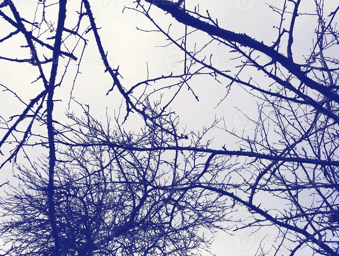 Tree bare branches on spring sky background. photo