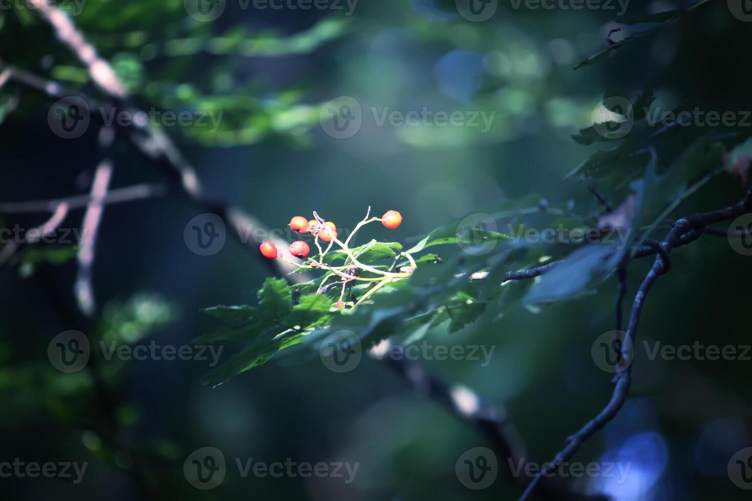 Tree branches in sunlight in summer forest. Light and shadows. Summer nature details. photo