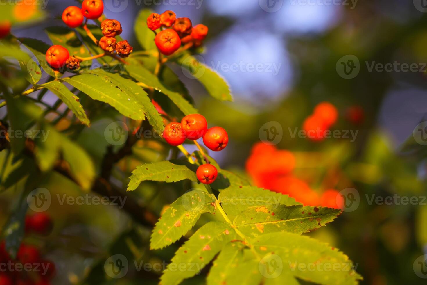 Bright ripe Rowan berries illuminated by the sunset sun beams photo