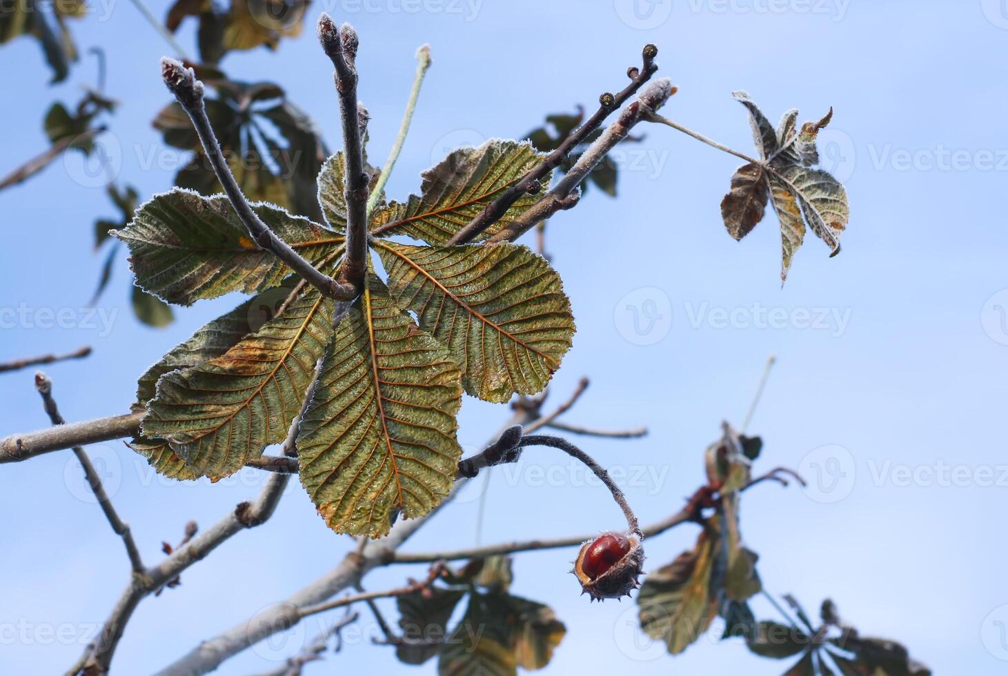 Horse-chestnuts or Aesculus hippocastanum on a tree. photo