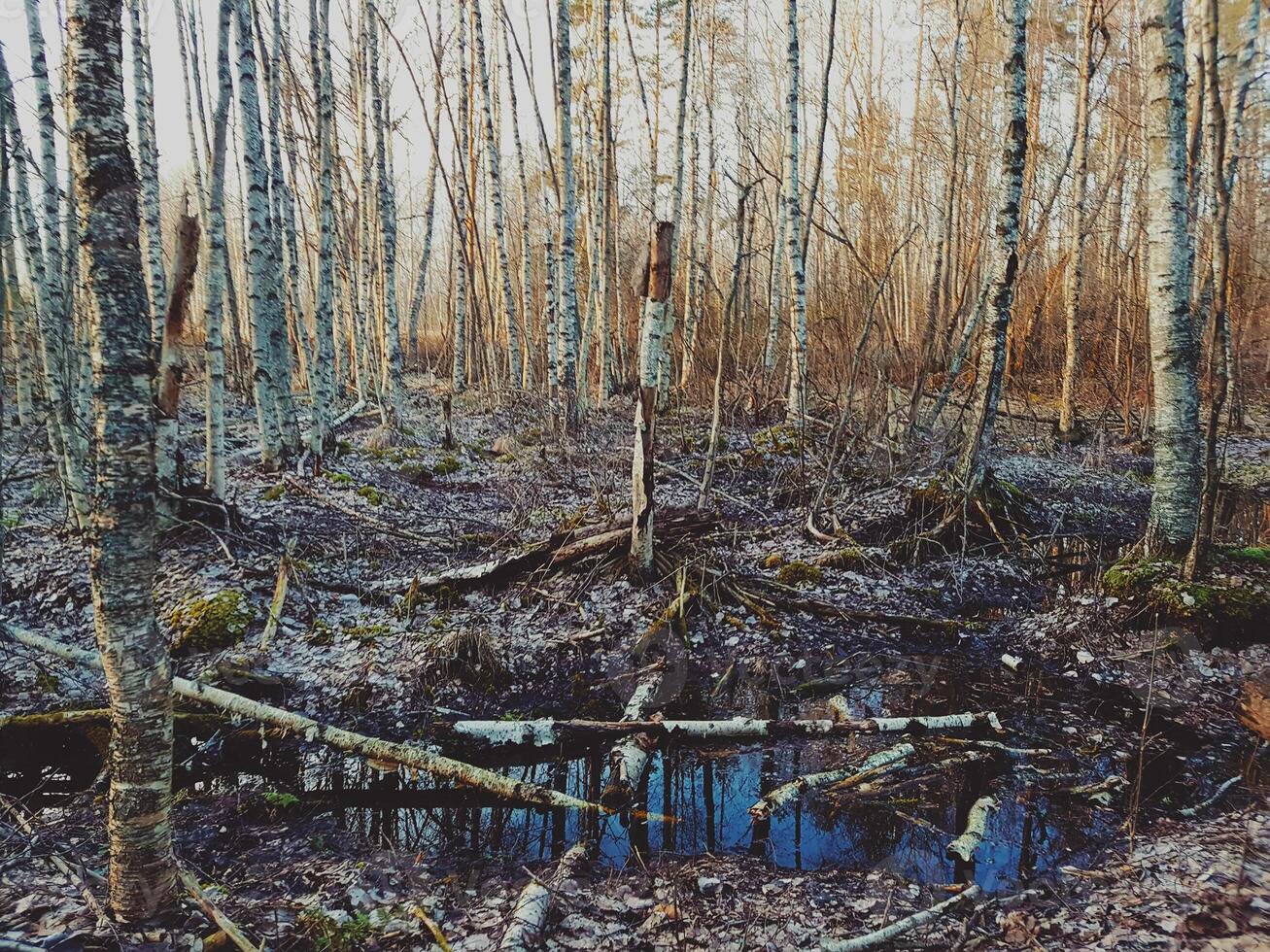 Spring forest in Latvia photo