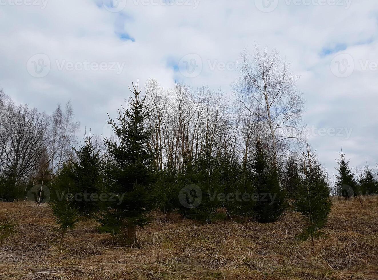 Fir-trees growing on the field photo
