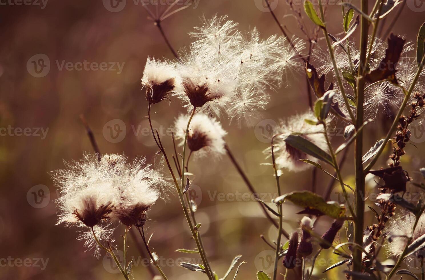 White fluffy wildflowers photo