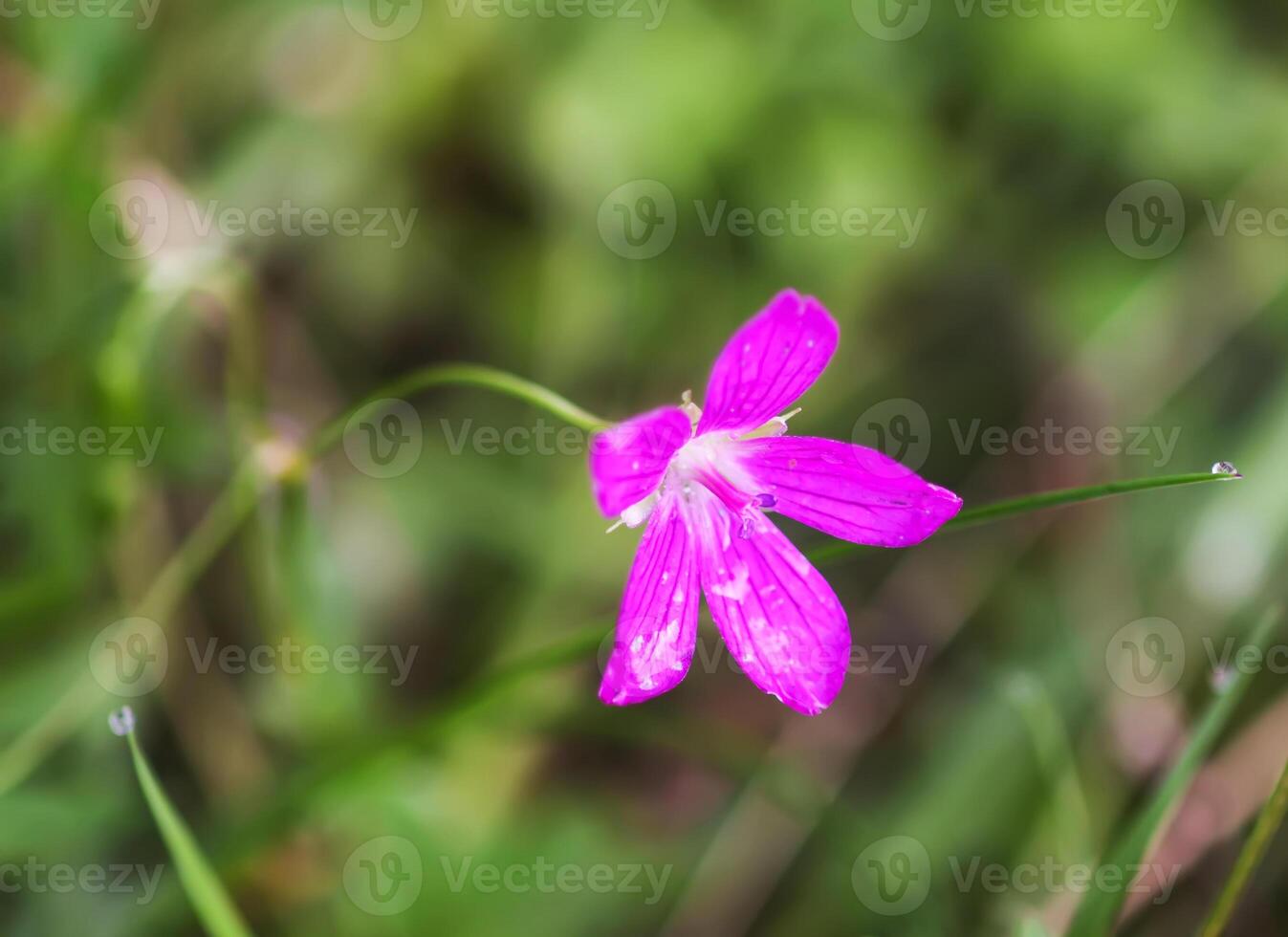 Geranium pratense wildflower in summer field blooming in August photo