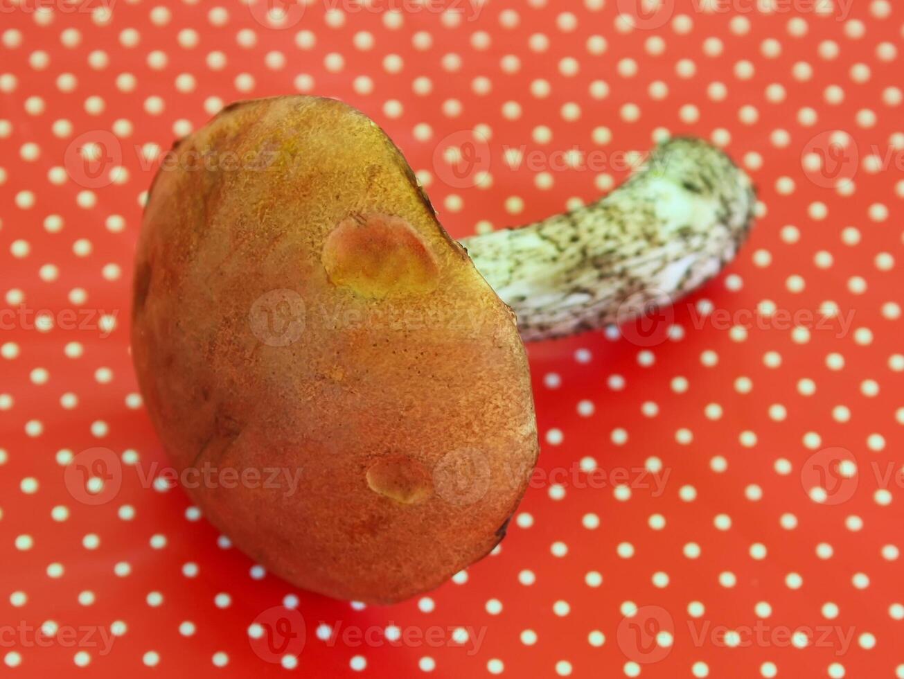 Orange cup boletus photo