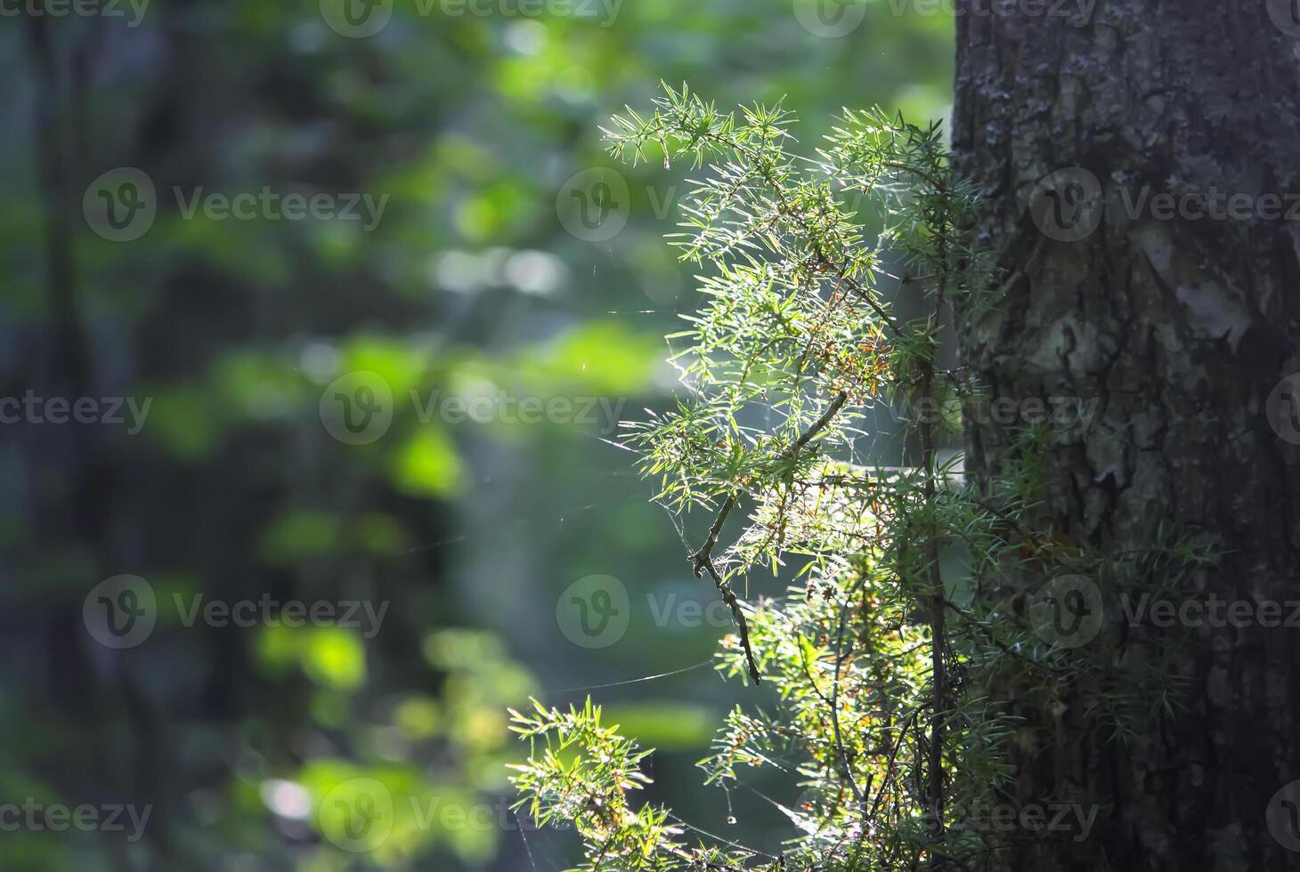 Tree branches in sunlight in summer forest. Light and shadows. Summer nature details. photo