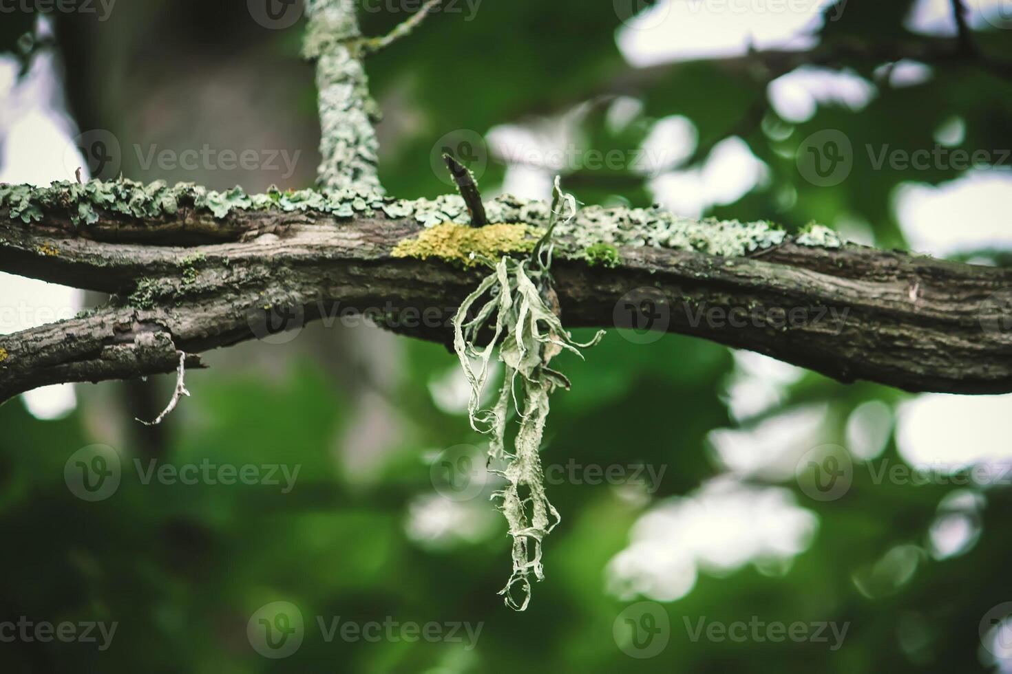 Lichen on a tree branch in a summer forest. photo
