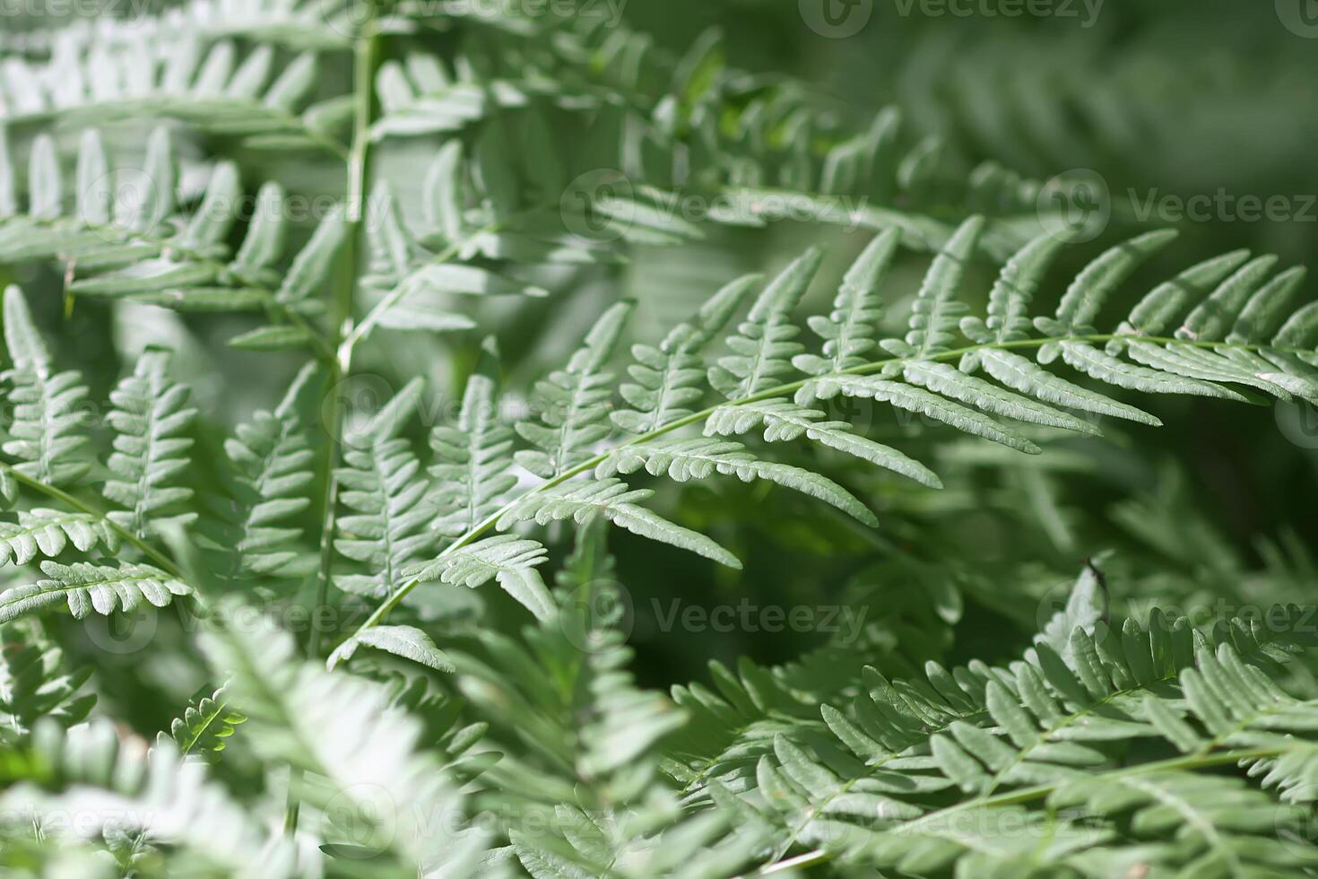 Fern plant green leaves in summer forest photo