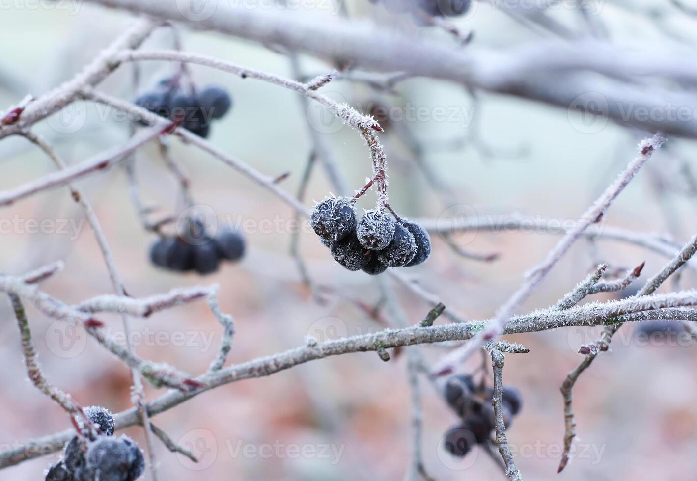 Black aronia ripe berries on the tree branch in autumn park. photo