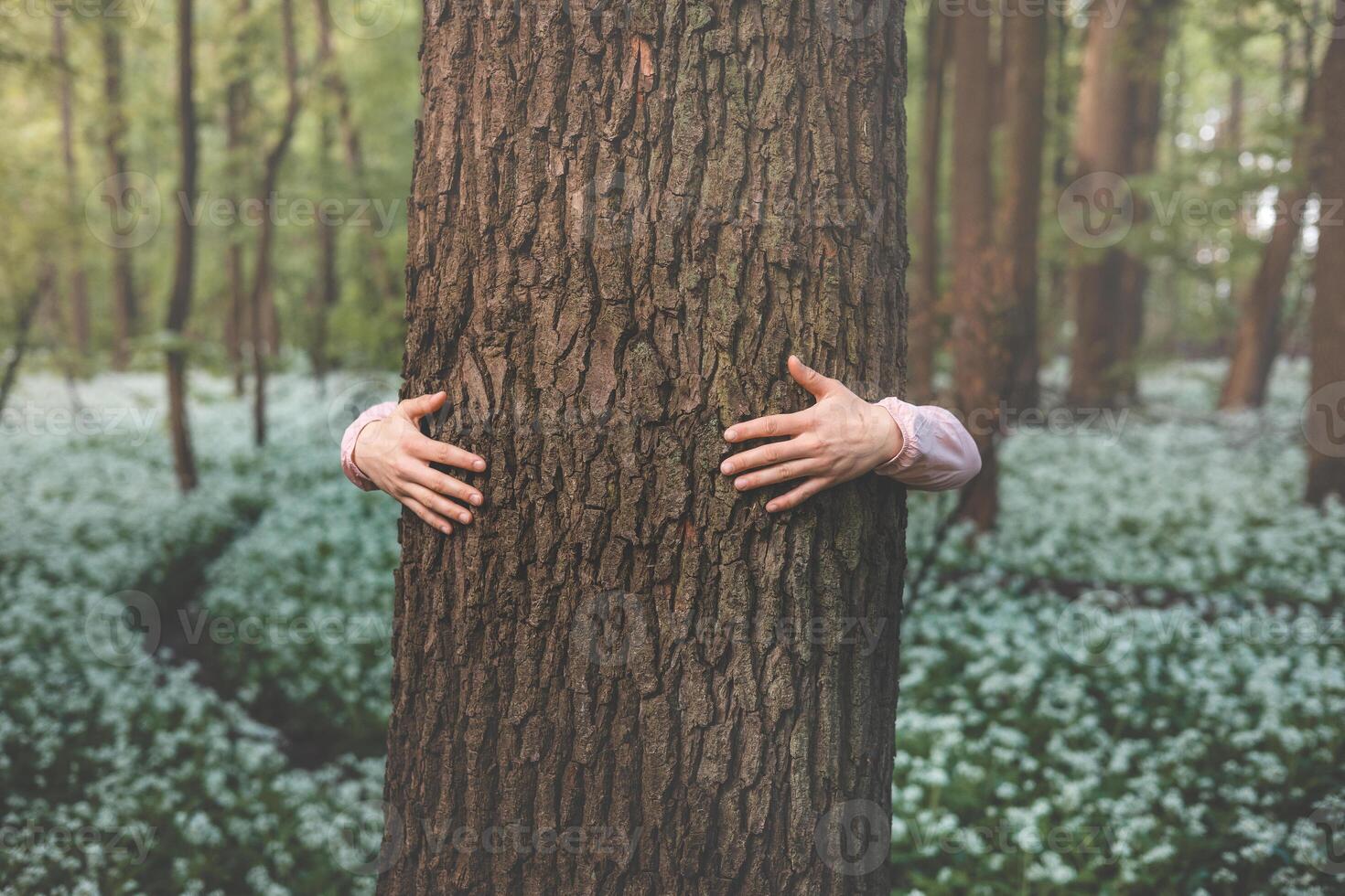 Hugging a massive tree in the wilderness, symbolizing a deep connection and commitment to protecting our most vulnerable natural environment photo