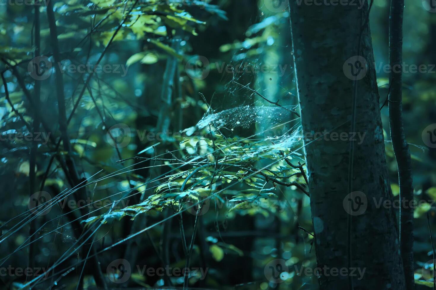 Tree branches in sunlight in summer forest. Light and shadows. Summer nature details. photo