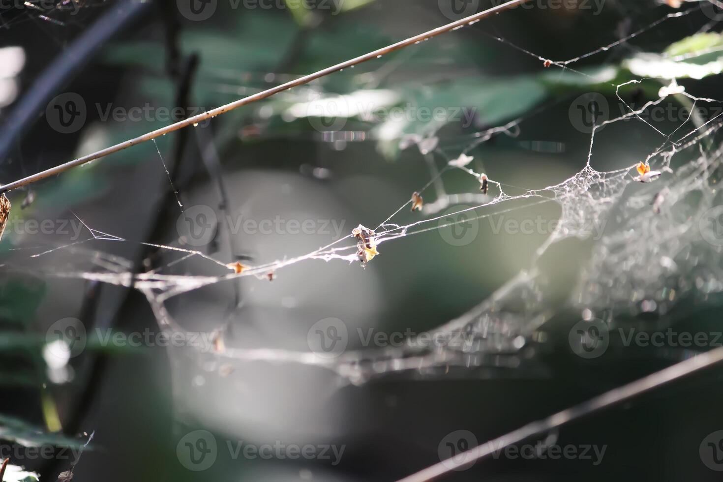 Tree branches with spider web in sunlight in summer forest. Light and shadows. Summer nature details. photo