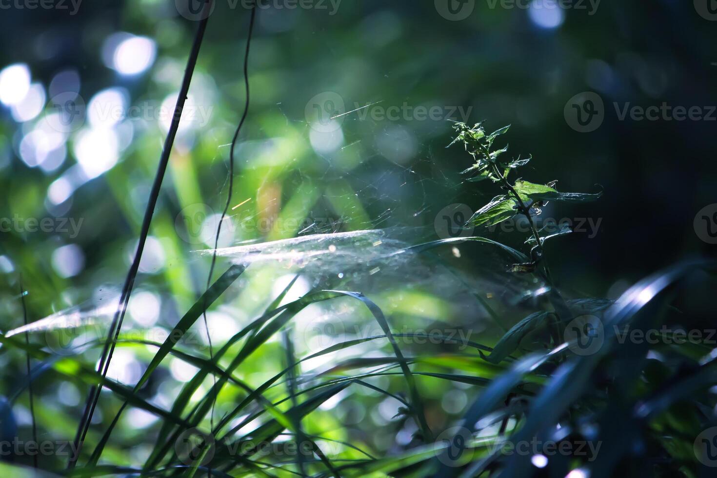 Tree branches in sunlight in summer forest. Light and shadows. Summer nature details. photo