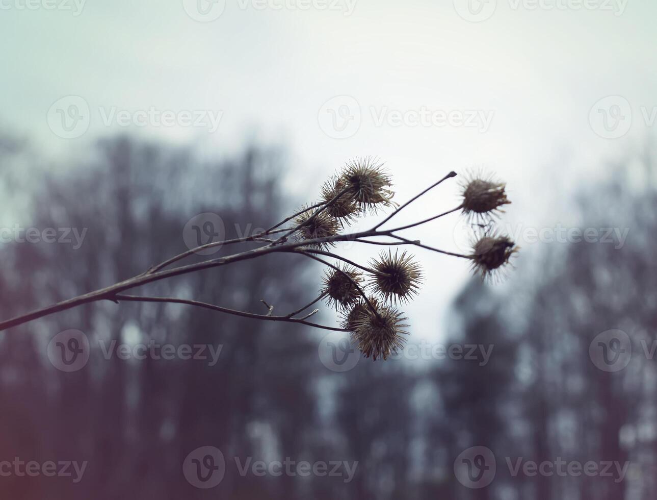 Dry prickly grass photo