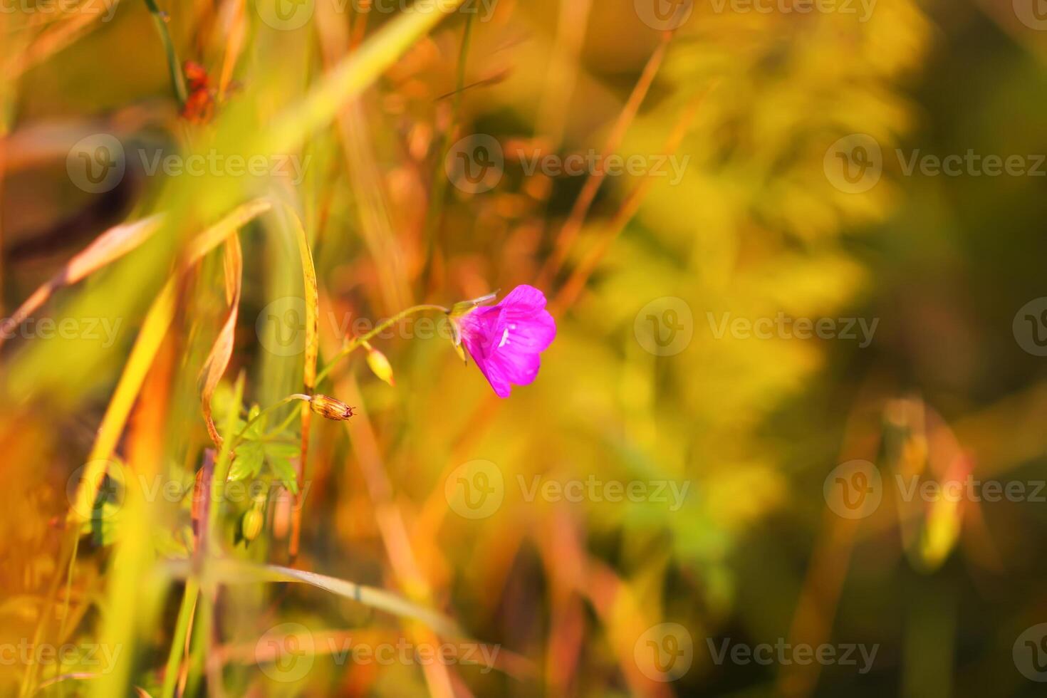Geranium pratense wildflower in summer field blooming in August photo