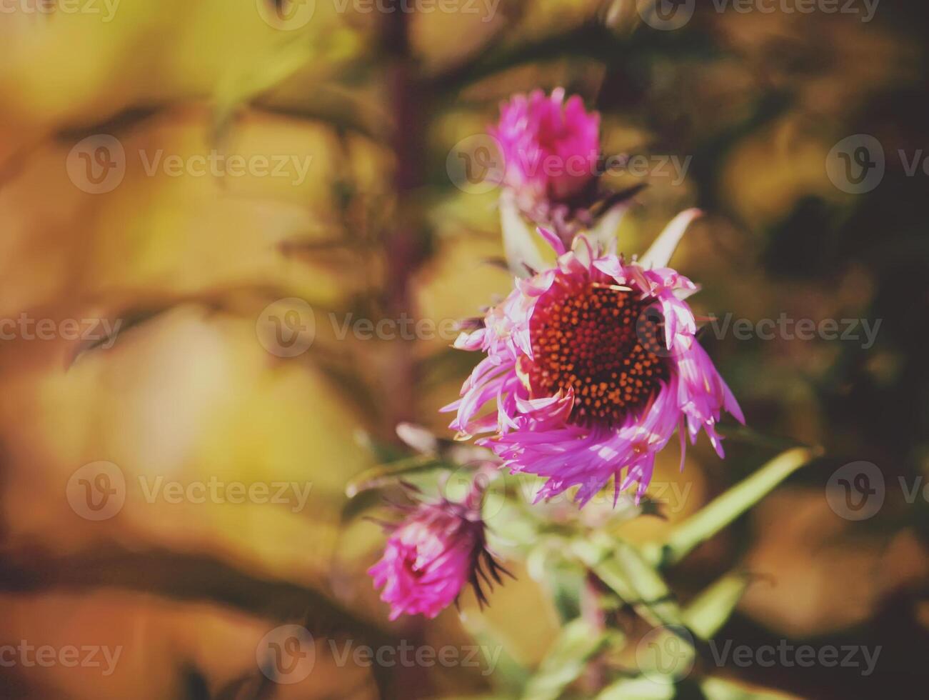 Little flowers of asters photo
