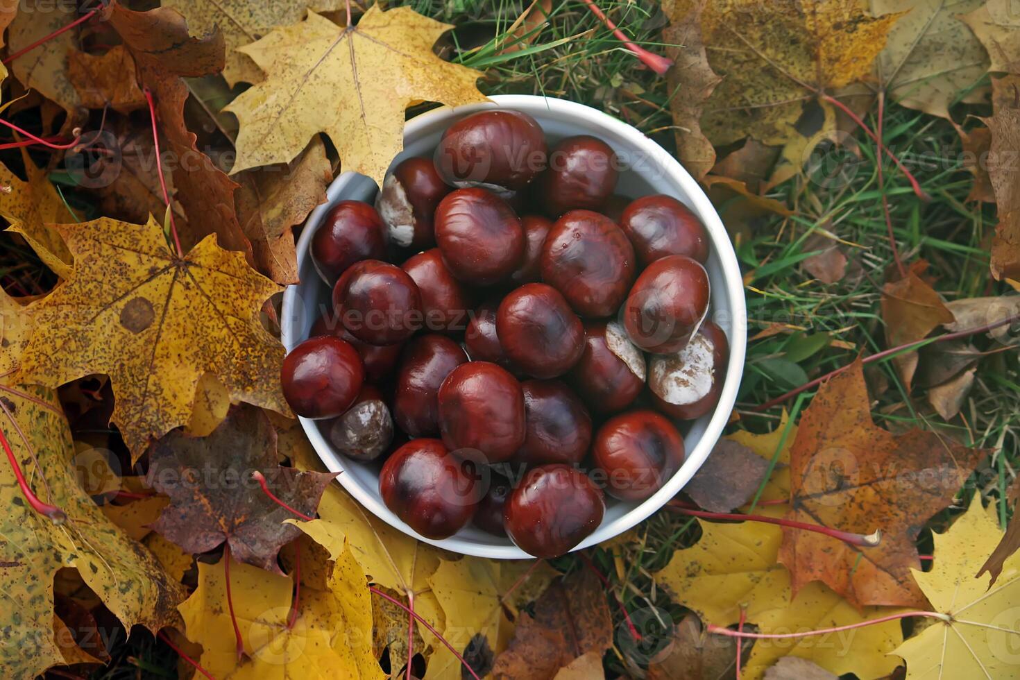 Horse-chestnuts in the autumn garden photo