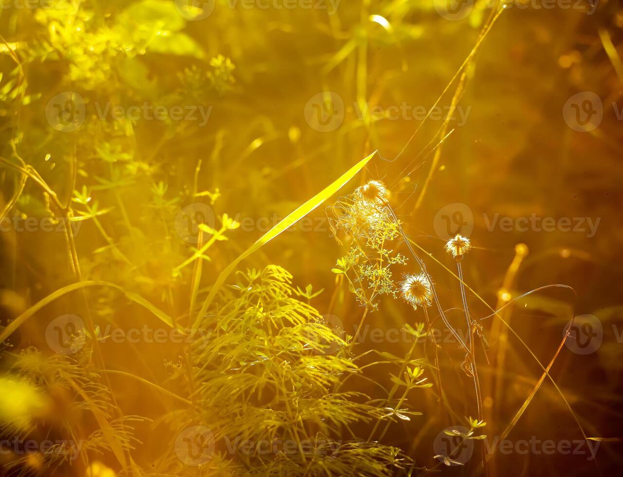 Tree branches in sunlight in summer forest. Light and shadows. Summer nature details. photo