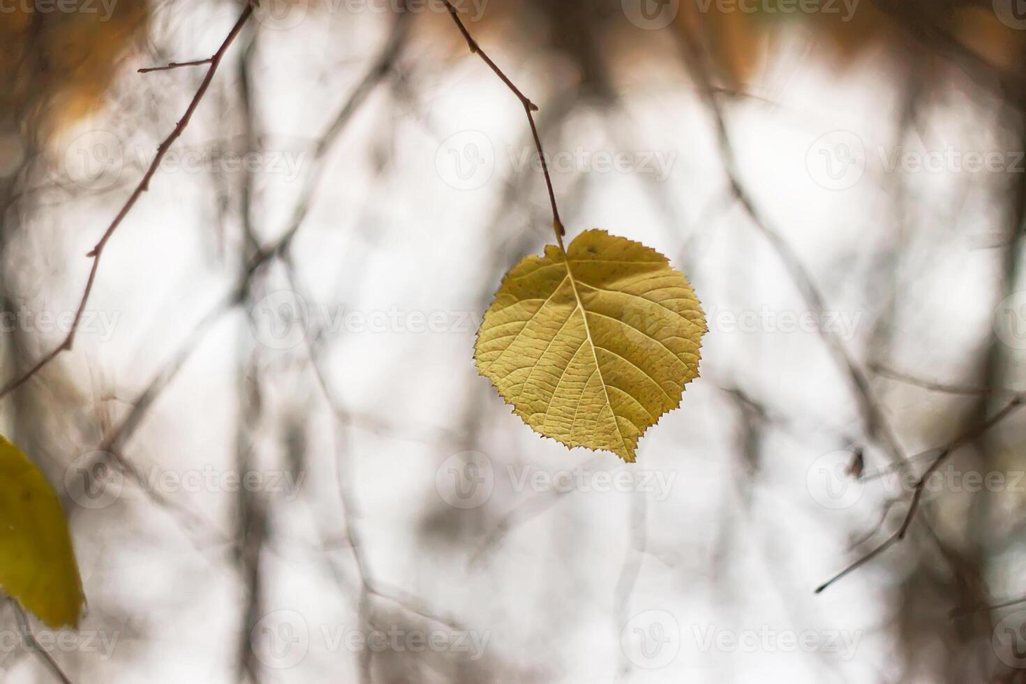 Autumn forest. in november in East Europe. Dry fall leaves and bare trees at evening. photo