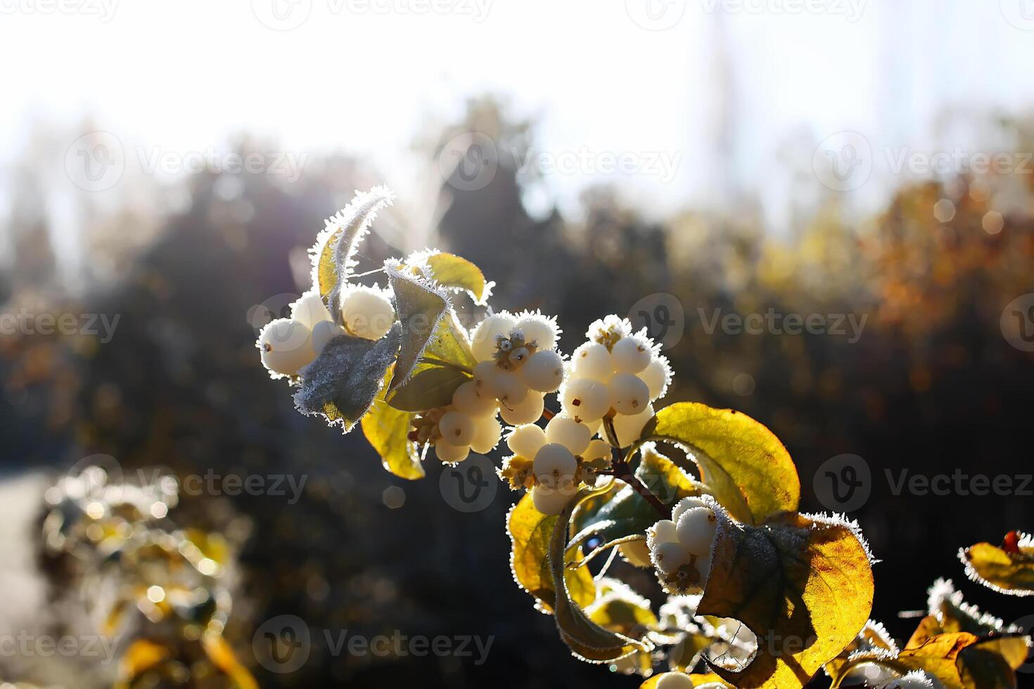 First frost in autumn park. Early morning in november. Wet branches in rime. photo