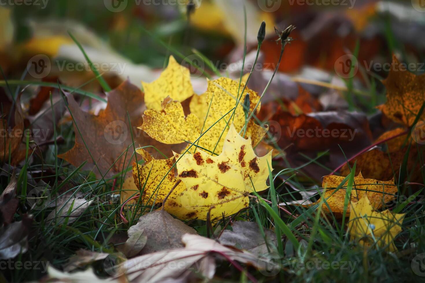 Autumn maple leaves photo