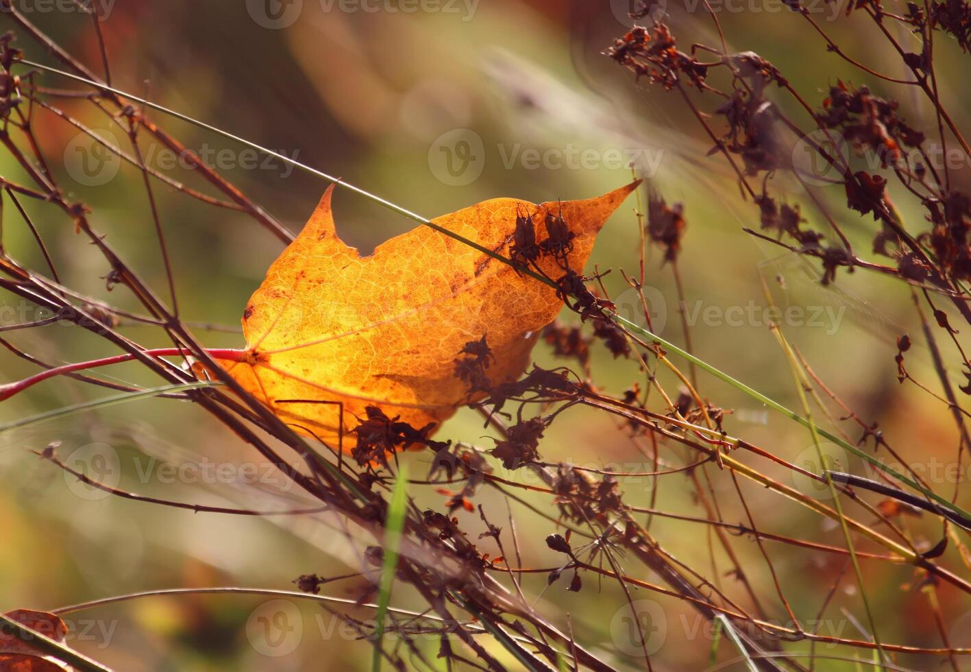 Yellow maple leaves on tree branches in the autumn forest. photo