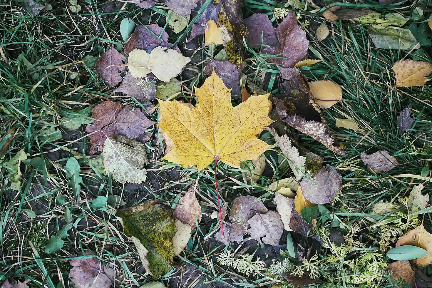 Bright maple autumn leaves in forest photo