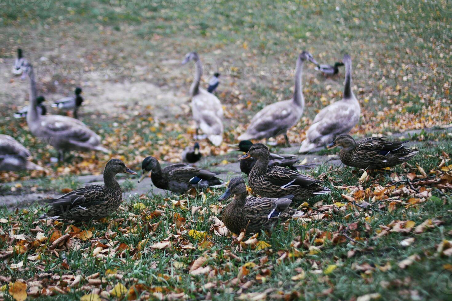 Wild ducks on river coast in autumn day photo