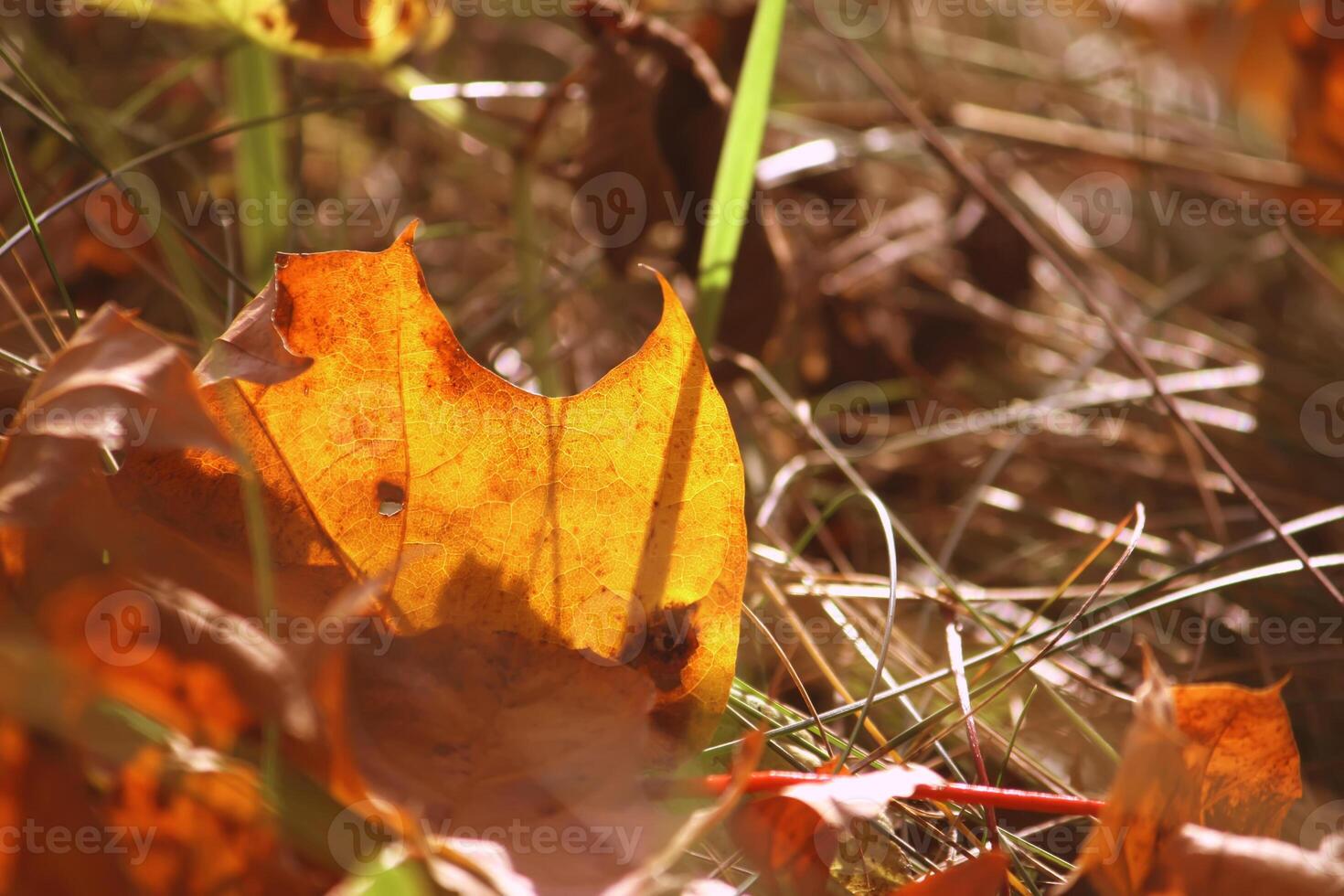 Yellow maple leaves on tree branches in the autumn forest. photo