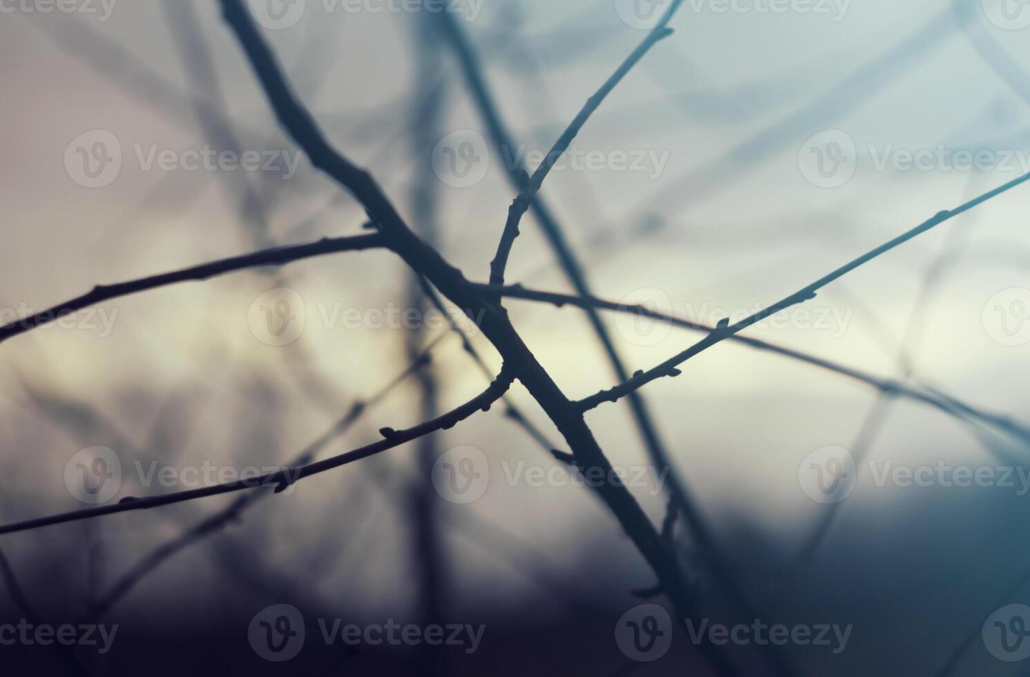 Tree branches at spring. photo
