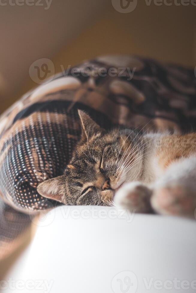 Tired colored house cat lying and sleeping in bed. Cute and sleepy pets. Gaining strength for the next part of the day photo