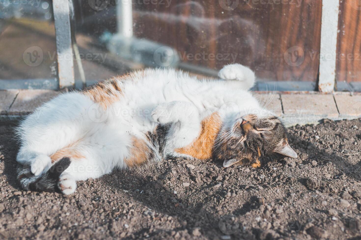 Popular colourful cat relaxes and warms on the dirt in the greenhouse in sunny weather. Cute pet. Calming expression of a four-legged mammal. Peaceful countryside photo