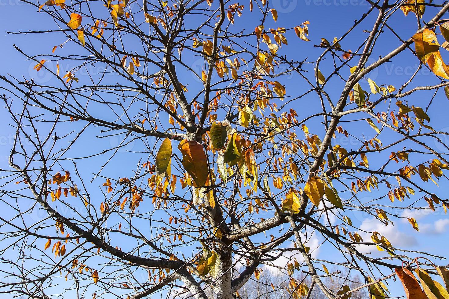 Bright yellow leaves on tree branches on blue sky background in autumn forest photo