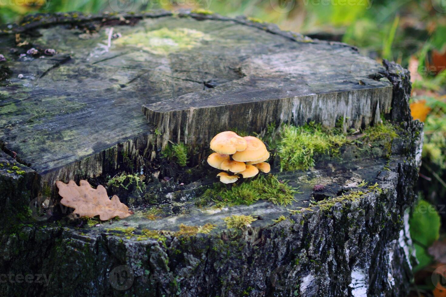 Forest mushrooms on tree stumpwith green moss. Honey agaric mushrrom. photo