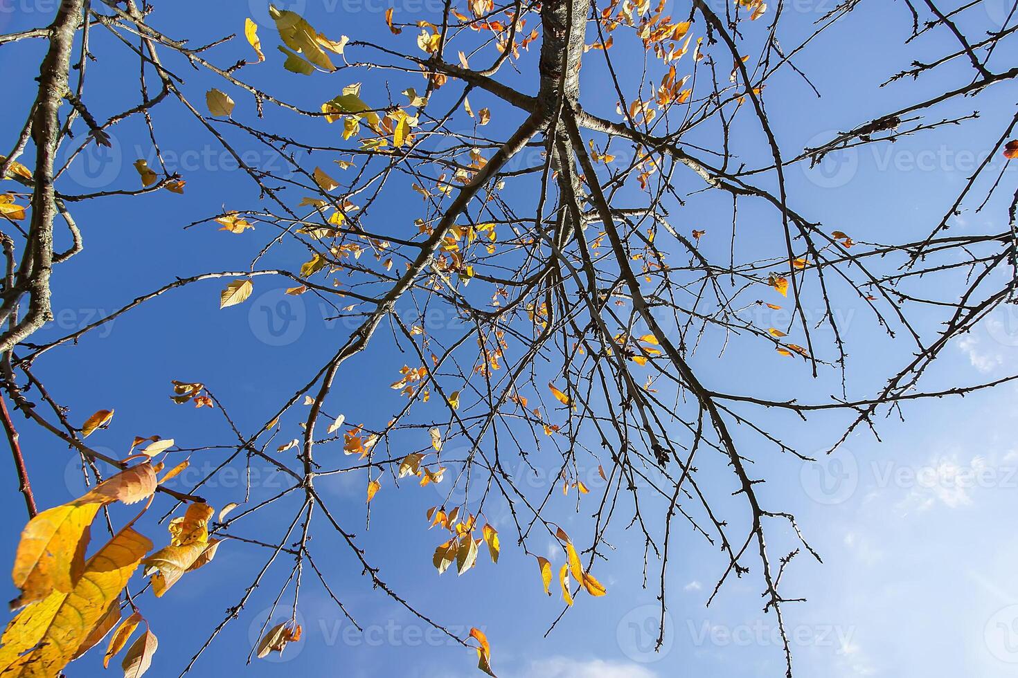 Bright yellow leaves on tree branches on blue sky background in autumn forest photo