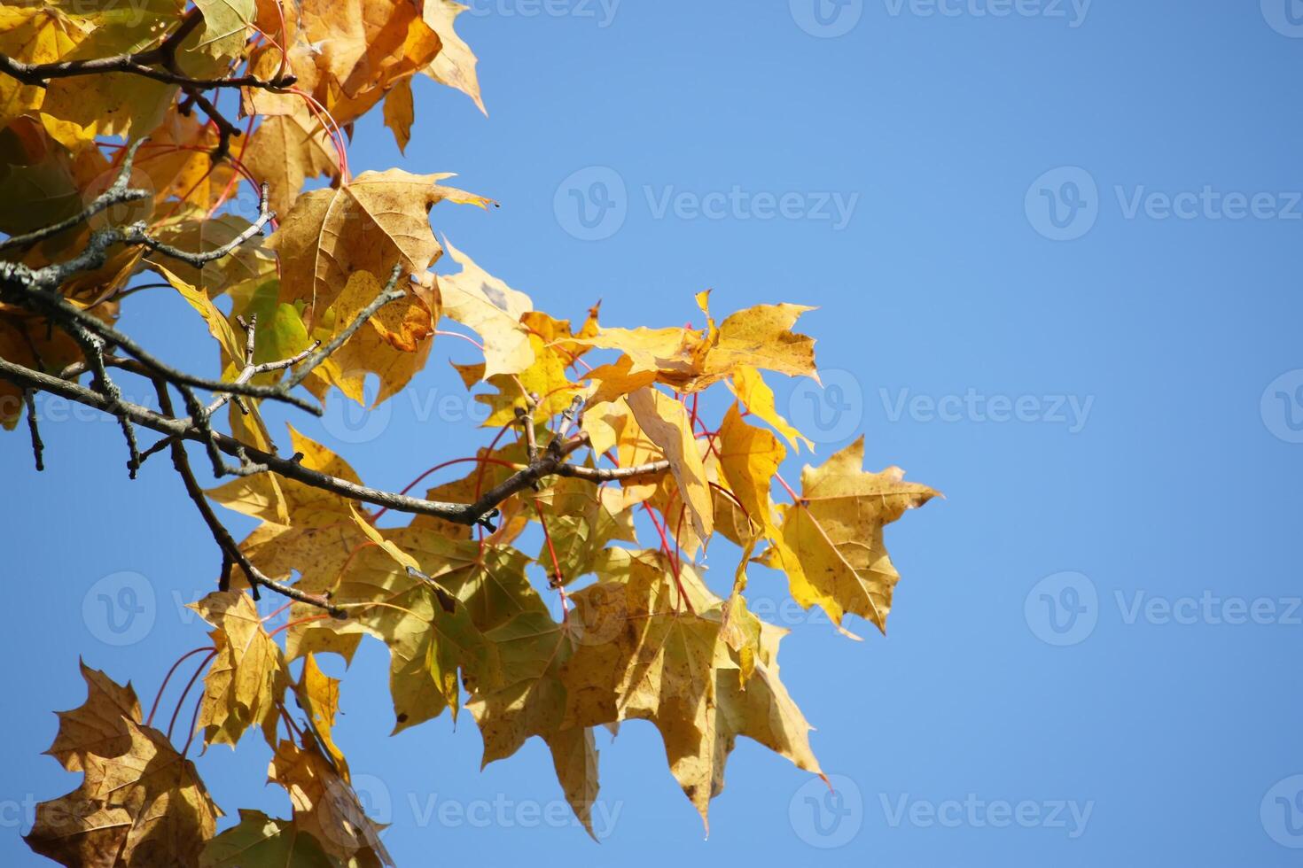 Yellow maple leaves on tree branches in the autumn forest. photo