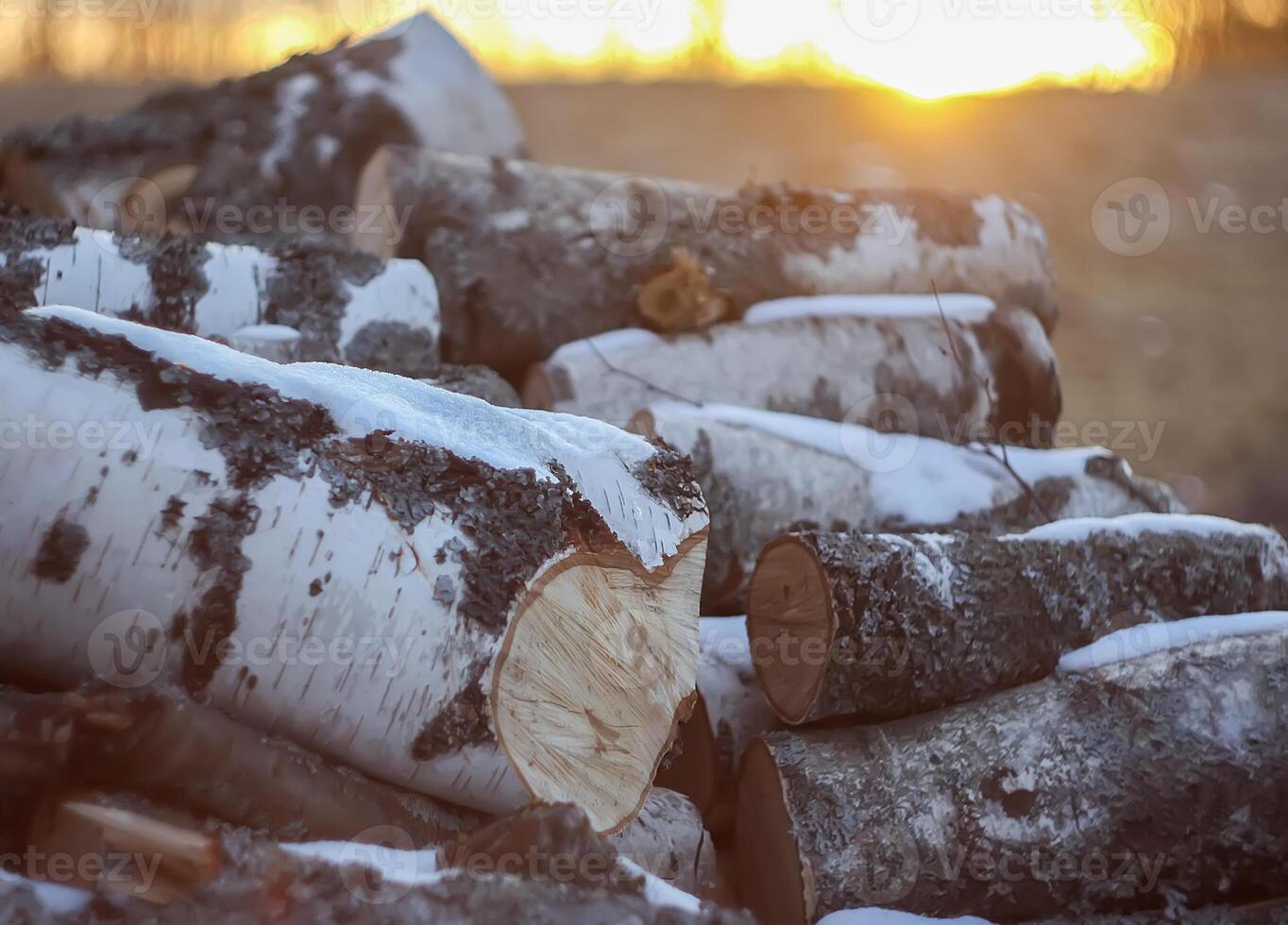 Logs stacked outdoors after felling. photo