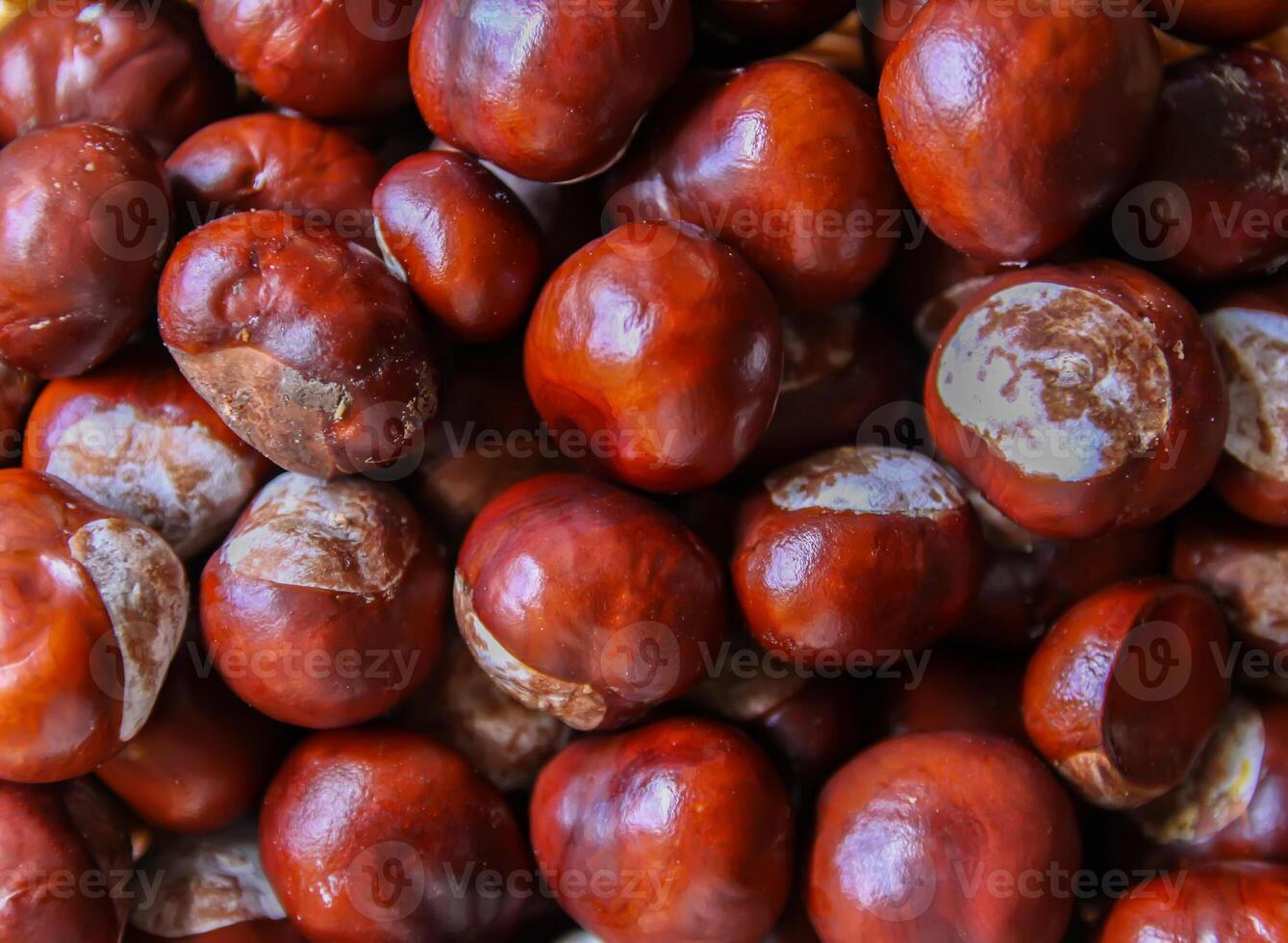 Fresh raw autumn chestnuts photo