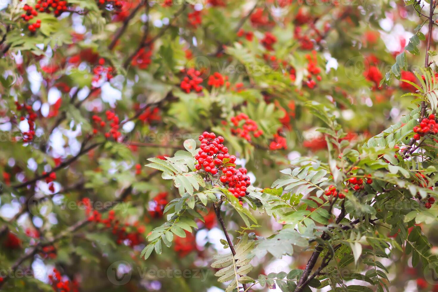 Bright ripe Rowan berries illuminated by the sunset sun beams photo