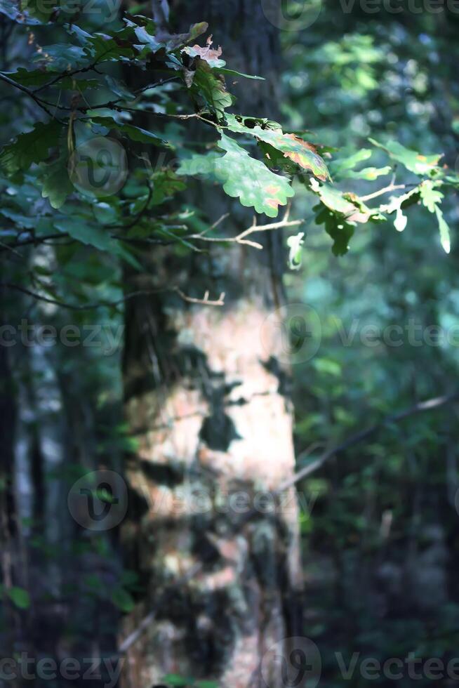 Tree branches in sunlight in summer forest. Light and shadows. Summer nature details. photo