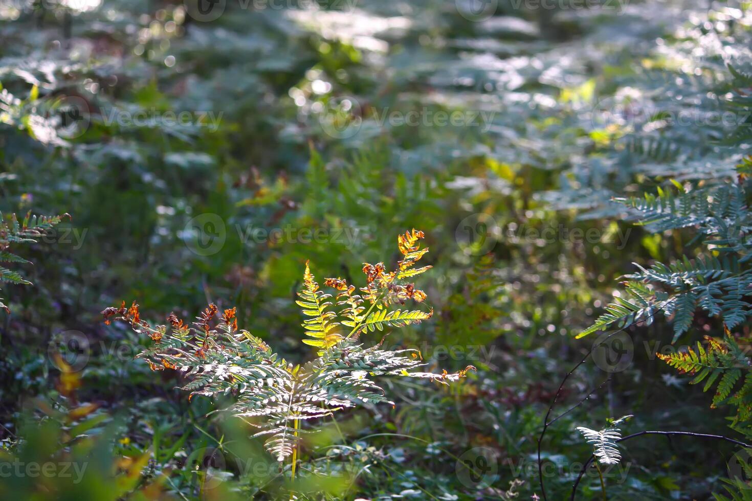 Tree branches in sunlight in summer forest. Light and shadows. Summer nature details. photo