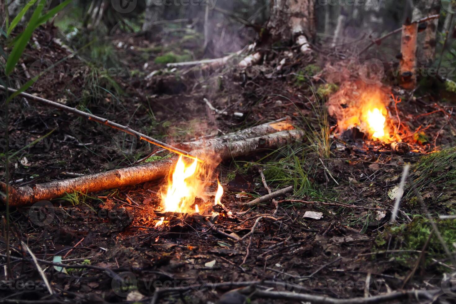 Fire in the forest. Bright flame photo