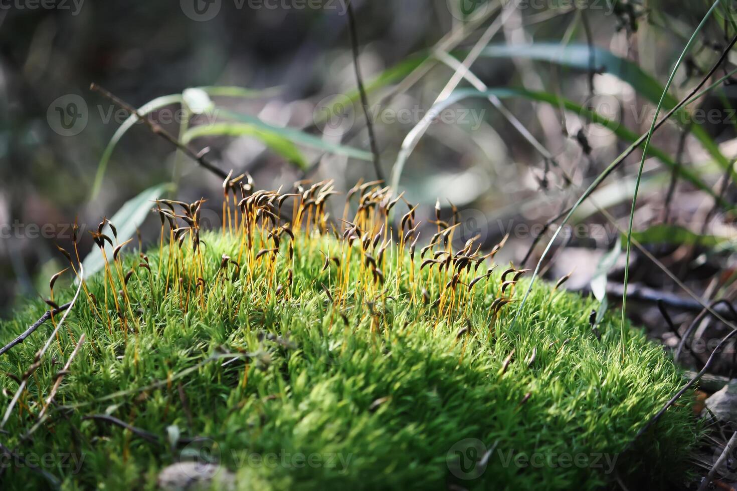 Tree branches in sunlight in summer forest. Light and shadows. Summer nature details. photo