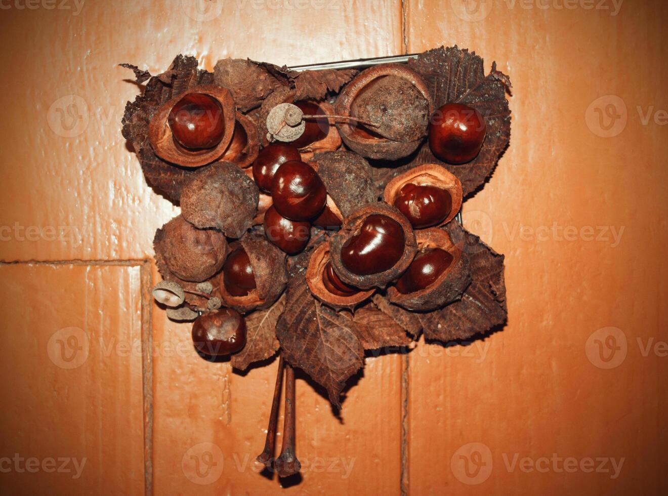 Ripe horse chestnuts photo