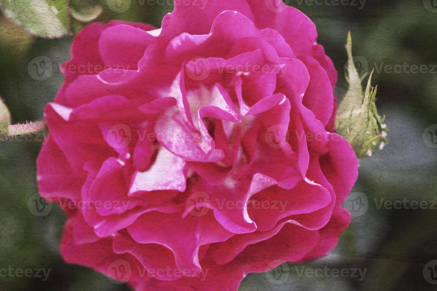 Retro background with beautiful rose flower and old paper texture overlay. photo