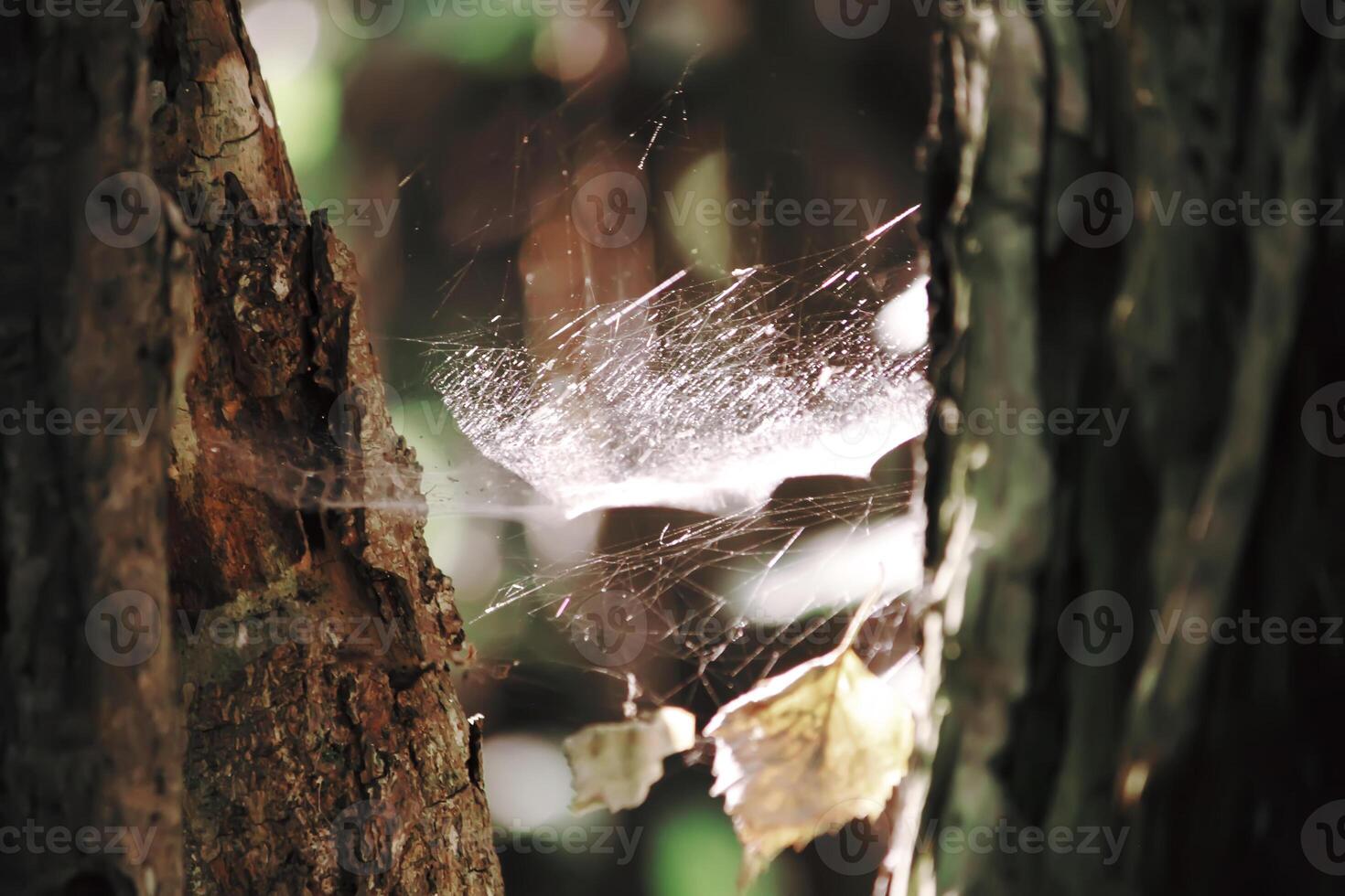 Tree branches in sunlight in summer forest. Light and shadows. Summer nature details. photo